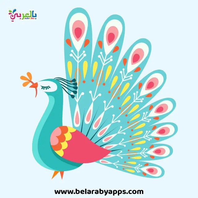 صور رسم طاووس ملون باليد  صور رسم طاووس ملون باليد